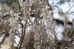 Japanese wisteria